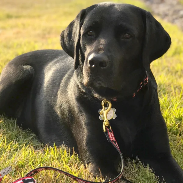 Up Country Got Bones Leash: Stylish and Durable Dog Leash for Walks - Image 3
