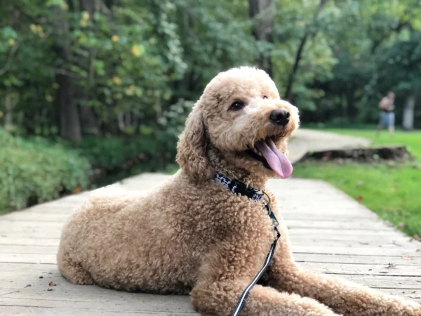 Up Country Gridlock Leash: Stylish and Durable Dog Leash for Urban Adventures - Image 2