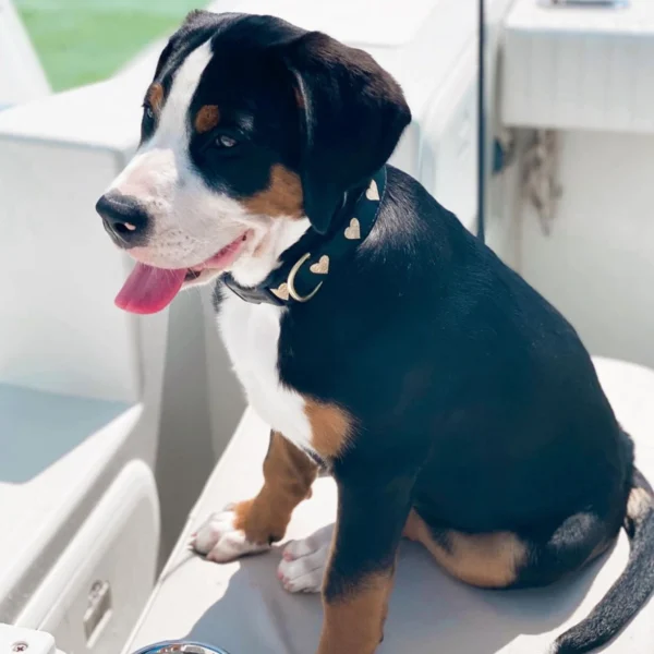 Up Country Heart of Gold Dog Collar: Stylish and Durable Pet Accessory - Image 3