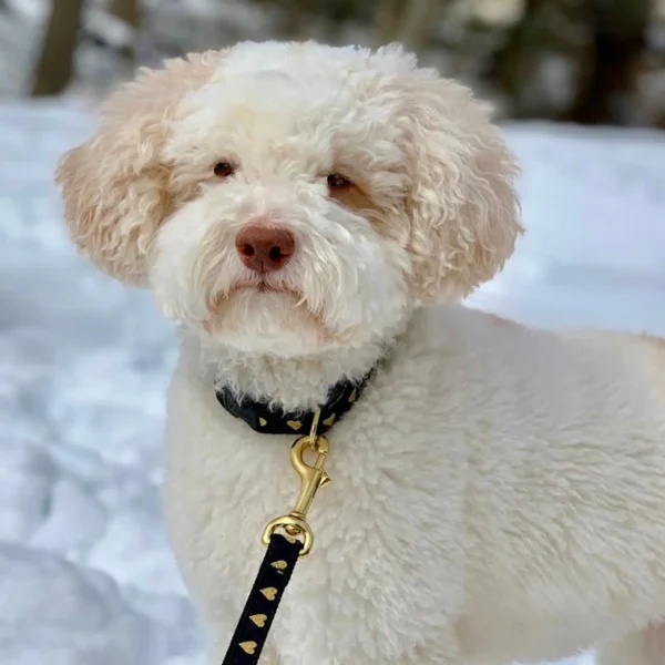 Up Country Heart of Gold Dog Collar: Stylish and Durable Pet Accessory - Image 2