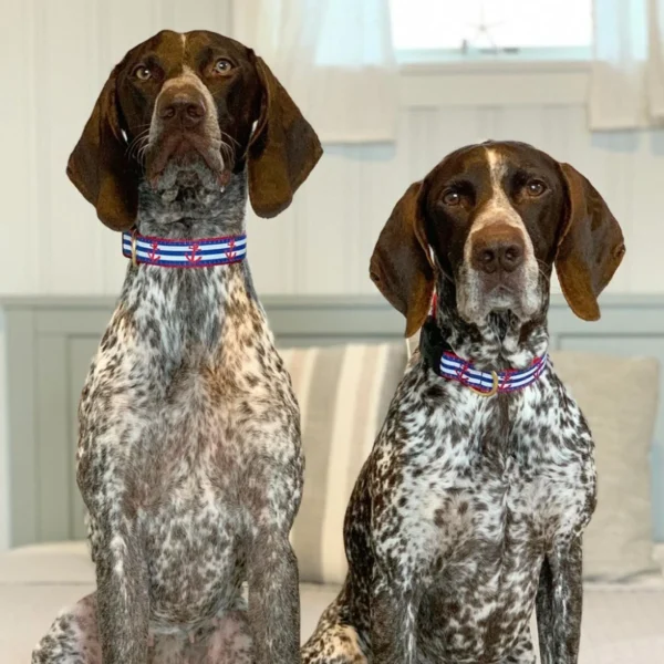 Up Country Anchors Aweigh Dog Collar - Image 3