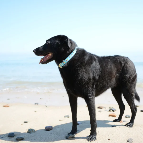 Up Country Beach Balls Dog Collar - For Fun-Filled Adventures - Image 2