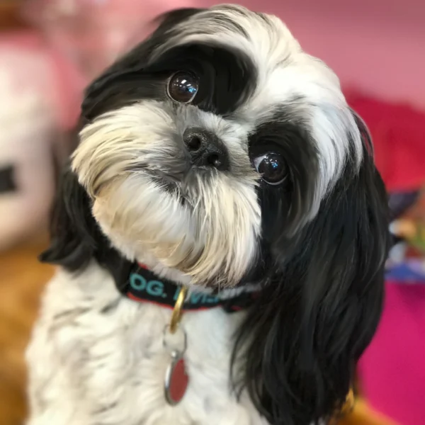 Up Country Best Dog Ever Dog Collar: Stylish and Durable Accessories for Your Beloved Pet - Image 2