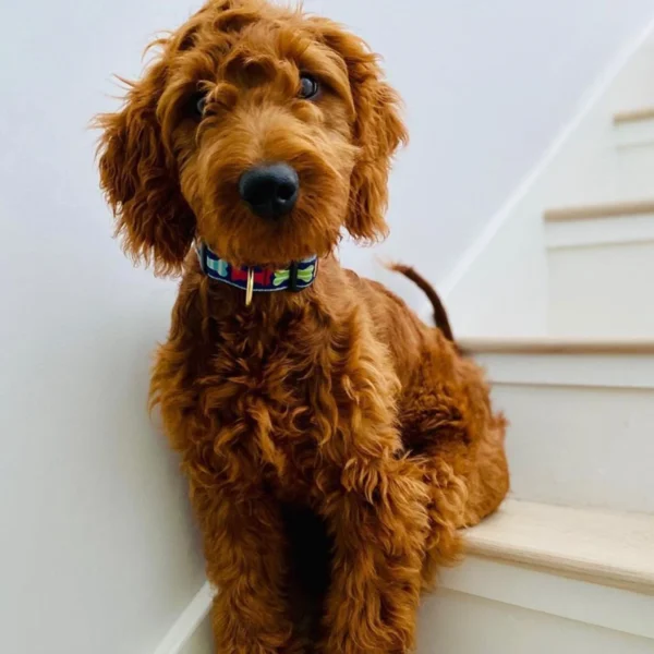 Up Country Big Bones Dog Collar: Stylish and Durable Pet Accessories - Image 2