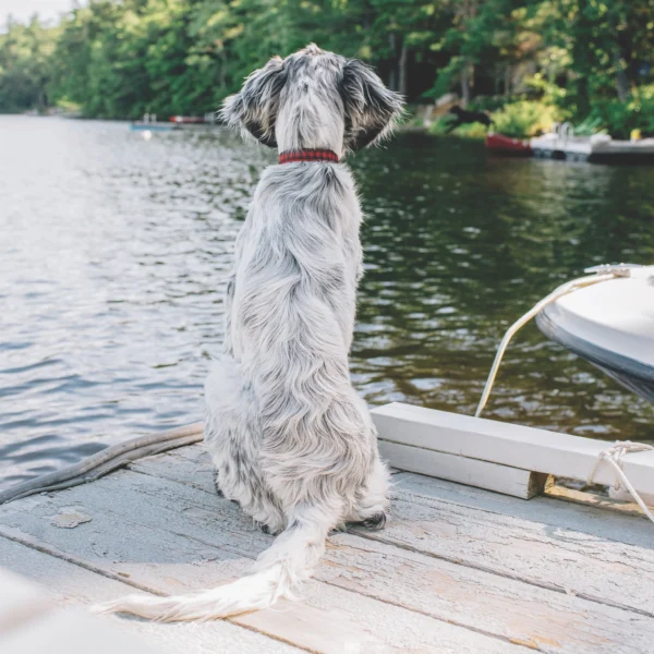 Up Country Buffalo Check Dog Collar: Stylish and Durable Pet Accessory - Image 2