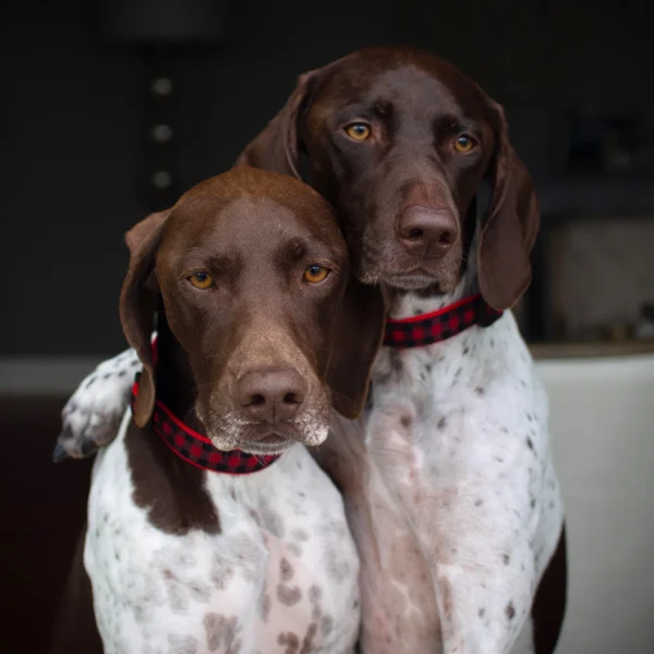 Up Country Buffalo Check Dog Collar: Stylish and Durable Pet Accessory - Image 3