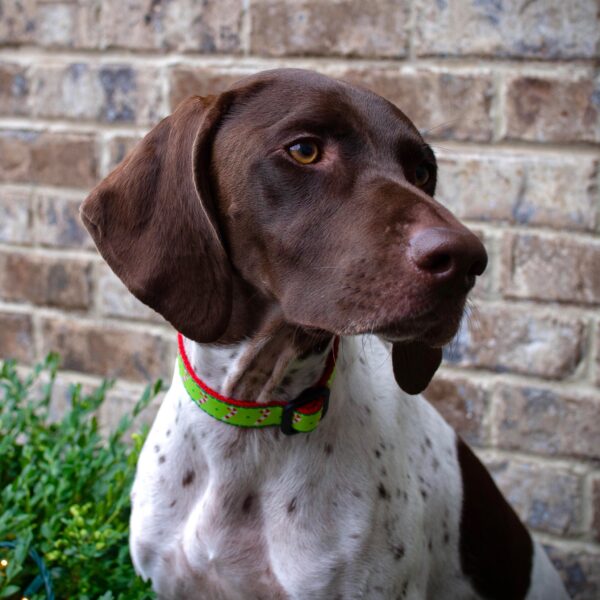 Up Country Candy Cane Dog Collar - Festive and Durable - Image 2