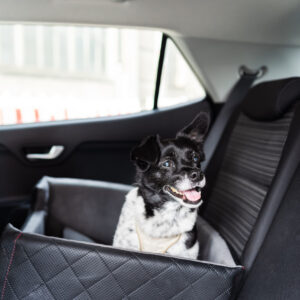 Dog Car Seats & Covers