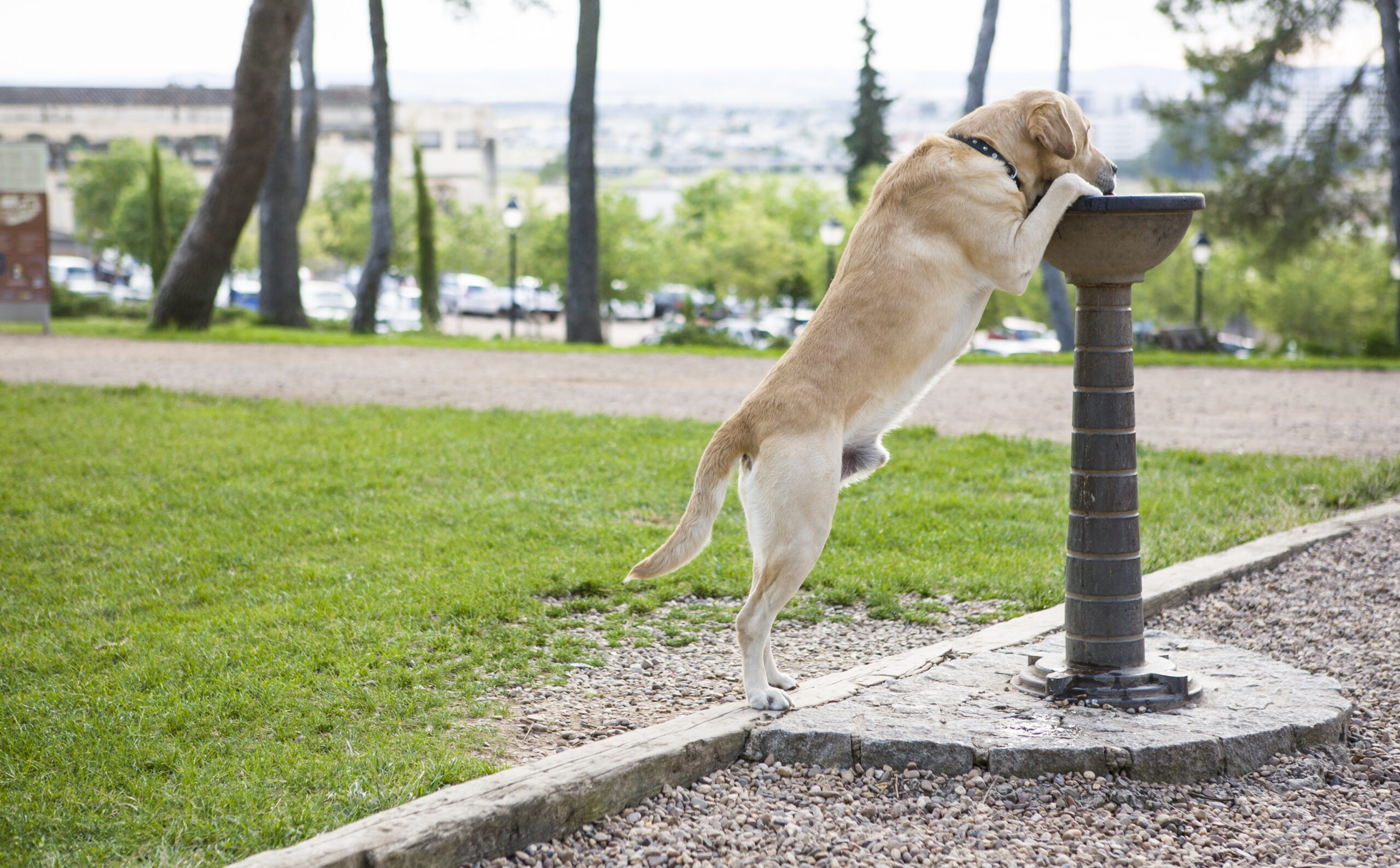 Labrador dog drinking water from the fountain My Wholesome Pet