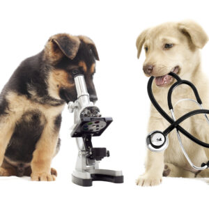 Dog Healthcare & Pharmacy