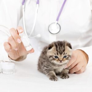 Cat Healthcare & Pharmacy
