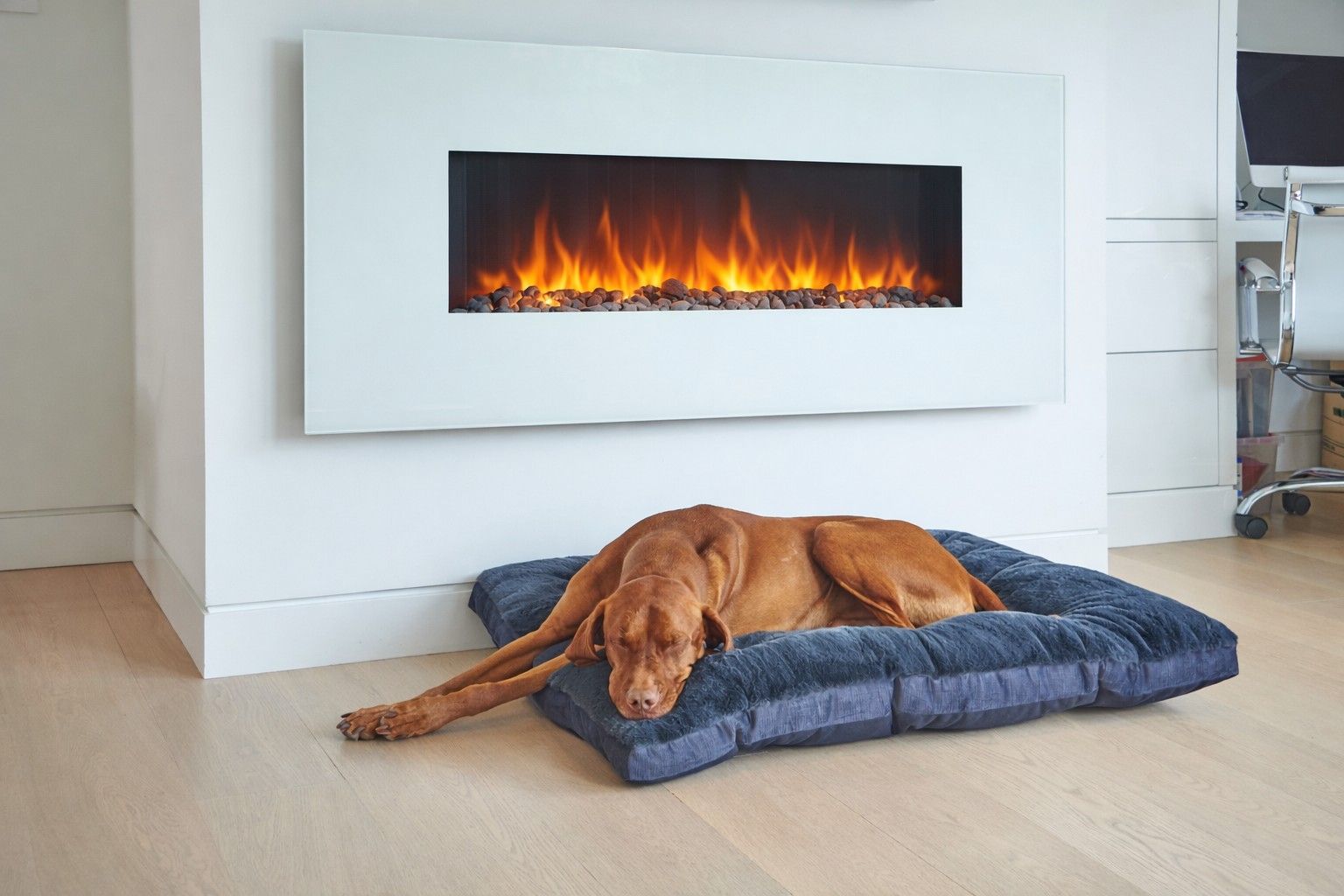 Brown dog sleeping on a blue plush bed in front of a modern white fireplace.