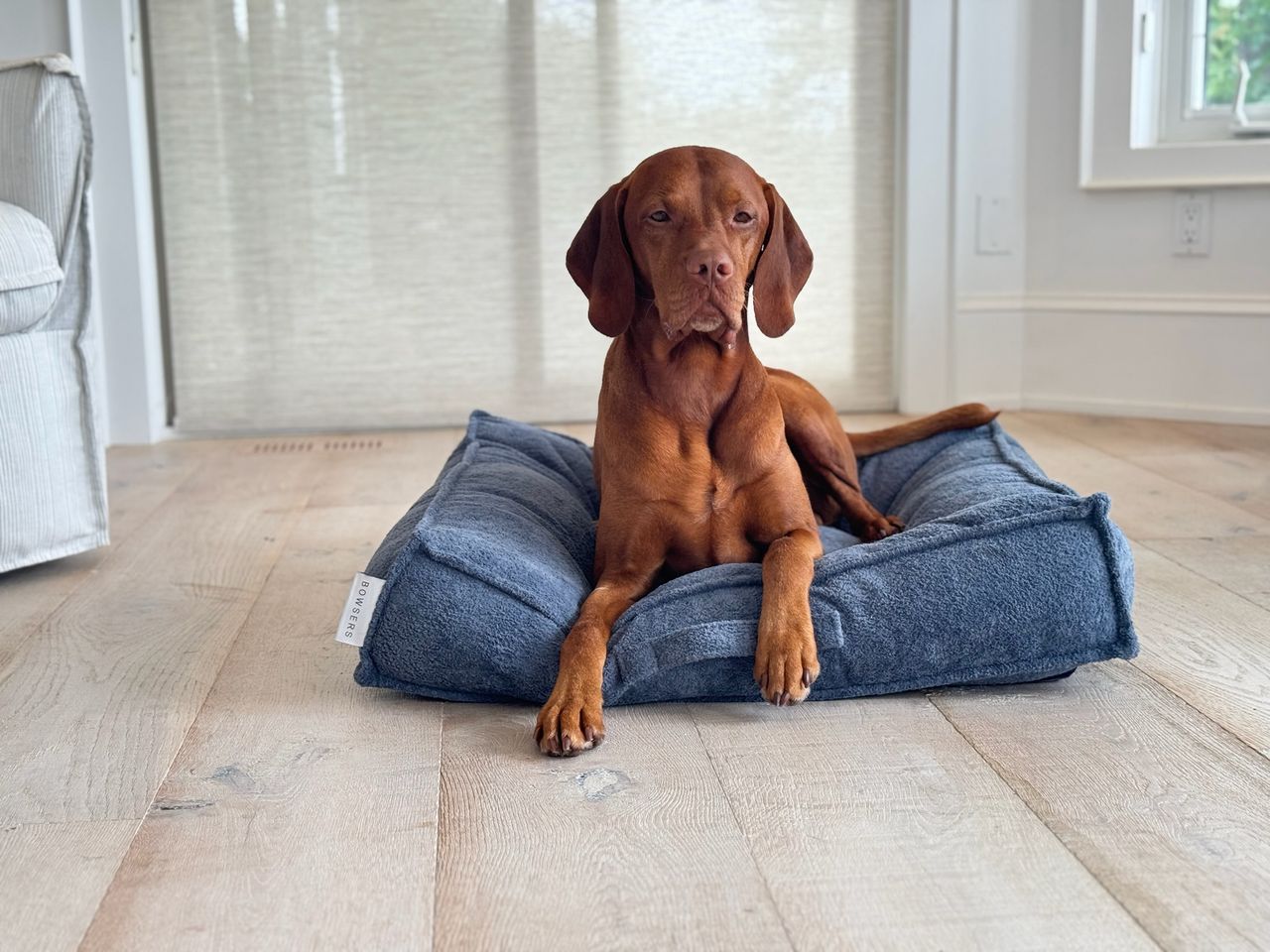 Brown dog relaxing on a blue cushioned pet bed on a light wooden floor inside a bright home.