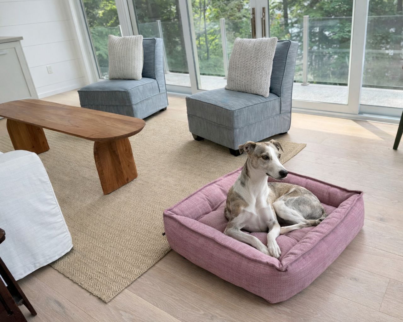 Dog lounging in a pink dog bed in a bright living room with glass doors and blue chairs nearby.