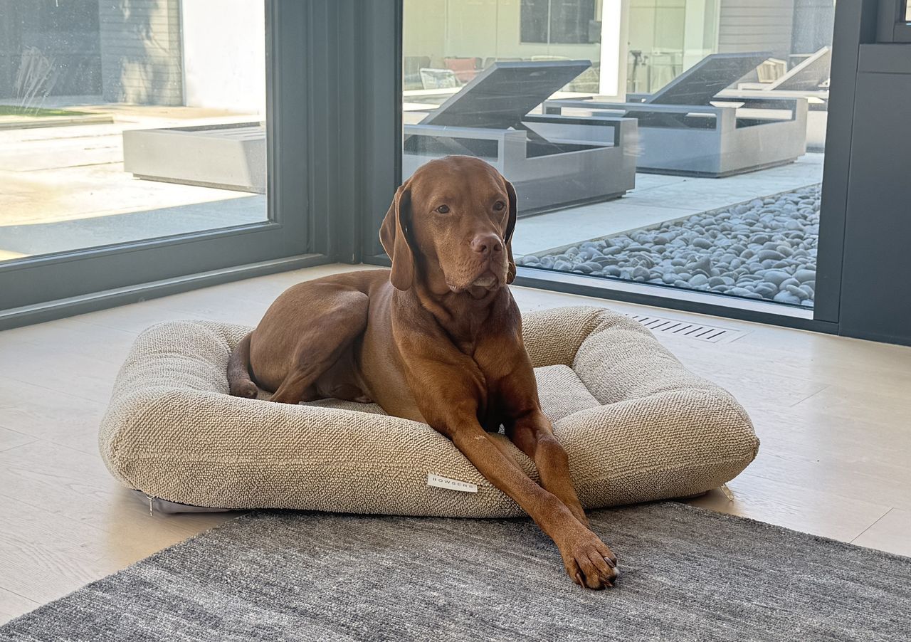 Brown dog lounging in a beige plush bed inside a modern home near floor-to-ceiling glass doors outside seating area