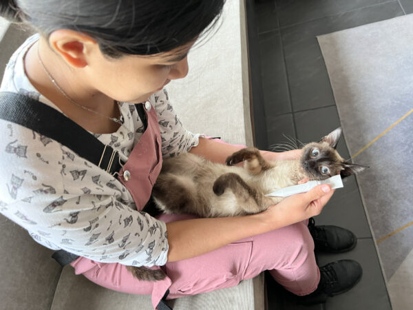 Mella Pet Care Home Non-Invasive Underarm Pet Thermometer: Accurate and Stress-Free Temperature Monitoring for Your Furry Friend - Image 6