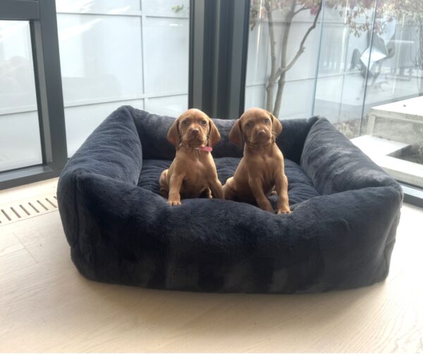 Bowsers The Franklin: Stylish and Comfortable Pet Bed in 8 Vibrant Colors - Image 10