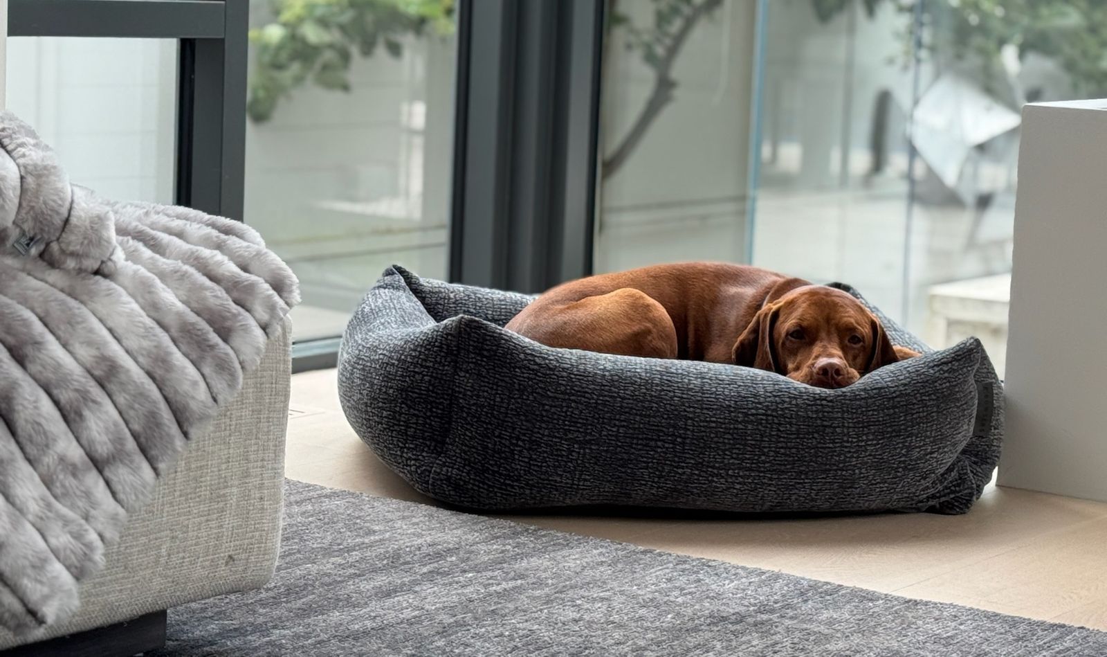 Brown dog curled up and resting in a textured gray dog bed near a large window indoors