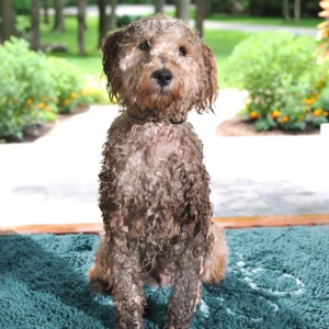 Dirty Dog Doormats