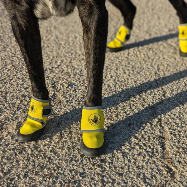 Protect Your Pet's Paws with Body Glove Paw Protector Booties - Image 3