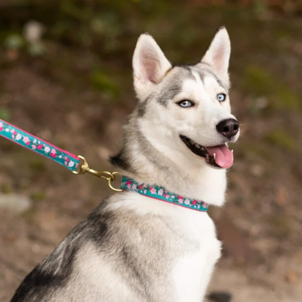 Up Country Cherry Blossoms Dog Collar - Image 3