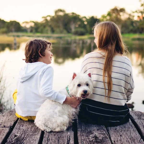 Up Country Bee Dog Collar: Stylish and Durable Collar for Your Pup - Image 2
