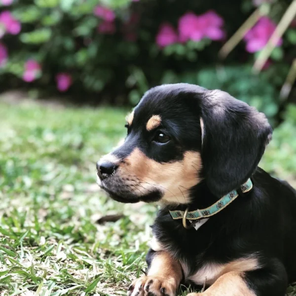 Up Country Bee Dog Collar: Stylish and Durable Collar for Your Pup - Image 6