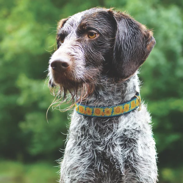 Up Country Bright Sunflower Dog Collar: Stylish Floral Design for Your Pup - Image 3