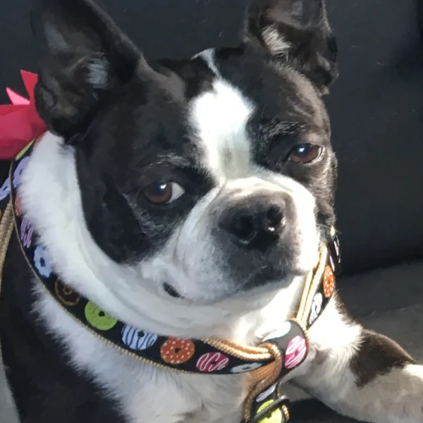 Stylish Up Country Donuts Dog Harness for Fashionable Pups - Image 3