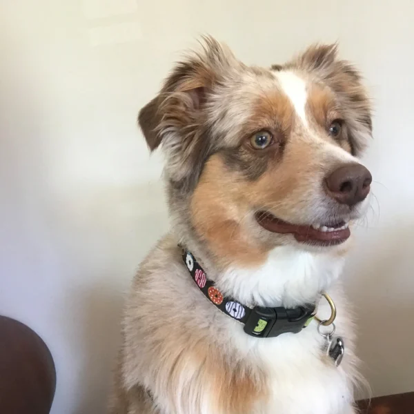Up Country Donuts Dog Collar - Image 5