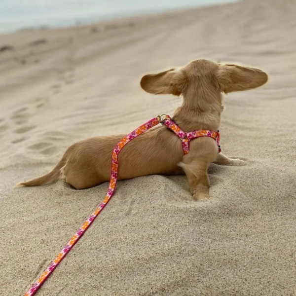 Up Country Flower Power Dog Leash - Image 3