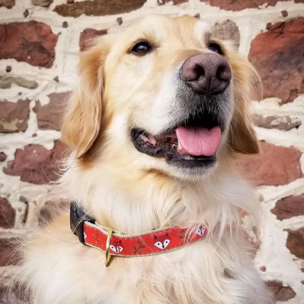 Stylish Up Country Foxy Dog Collar - Premium Quality Collar for Your Pup - Image 3