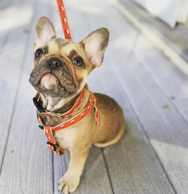 Up Country Foxy Dog Harness - Image 3