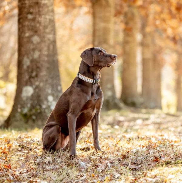 Up Country Gray Buffalo Check Dog Collar - Image 3