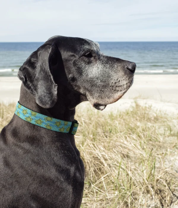 Up Country Sea Turtle Dog Collar - Image 3