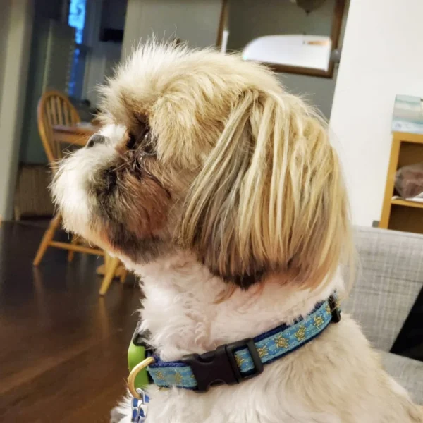 Up Country Sea Turtle Dog Collar - Image 6