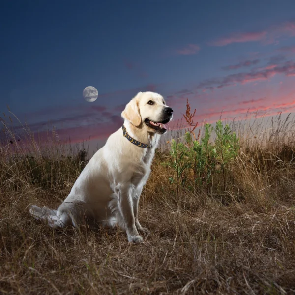 Stylish Up Country Stella & Luna Dog Collar - Premium Quality Pet Accessories - Image 3