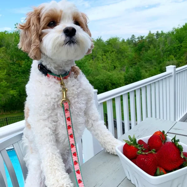 Up Country Strawberry Fields Dog Leash - Stylish and Durable Leash for Your Pup - Image 3