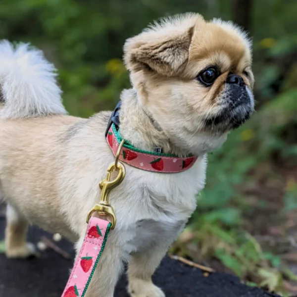 Up Country Strawberry Fields Dog Leash - Stylish and Durable Leash for Your Pup - Image 4