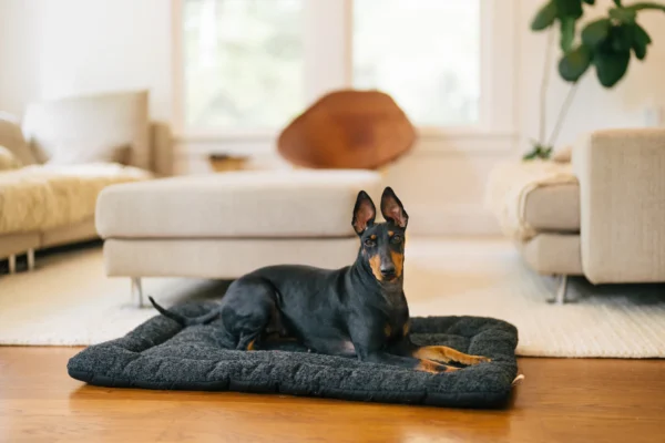P.L.A.Y. Canyon Series Chill Pad: Stylish and Comfortable Pet Bed for Dogs and Cats - Image 3