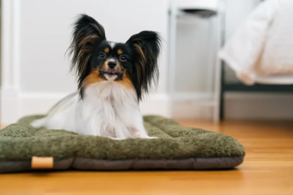 P.L.A.Y. Canyon Series Chill Pad: Stylish and Comfortable Pet Bed for Dogs and Cats - Image 4