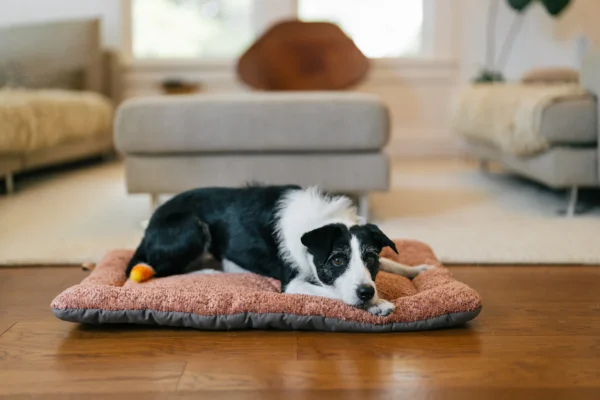 P.L.A.Y. Canyon Series Chill Pad: Stylish and Comfortable Pet Bed for Dogs and Cats - Image 5