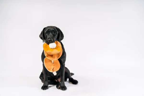 P.L.A.Y. IHOP Breakfast Sampler Dog Toy - 4 Piece Set - Image 6
