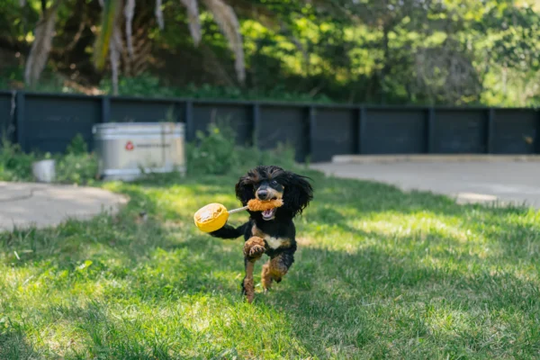 P.L.A.Y. Barking Brunch Plush Collection: Fun and Stylish Dog Toys for Brunch-Loving Pups - Image 9