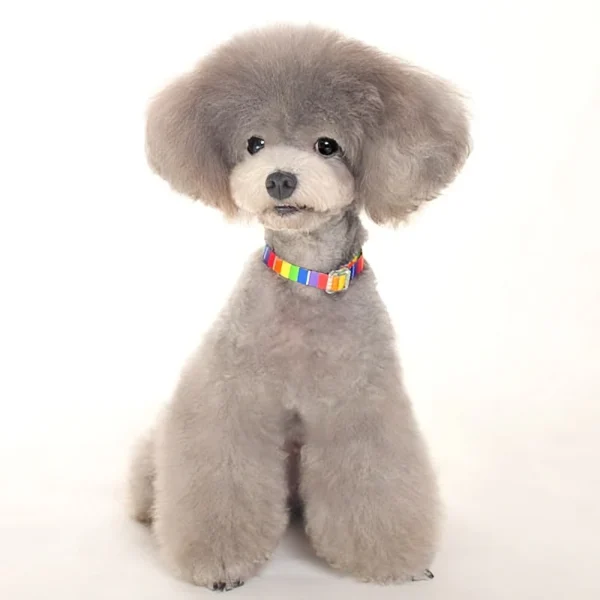 Dogo Contempo Rainbow Collar: Stylish and Colorful Dog Collar for Fashionable Pets - Image 4