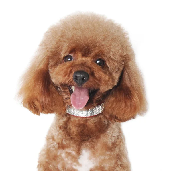Dogo VIP Bling Collar - 8 Color Options for Stylish Dogs - Image 9