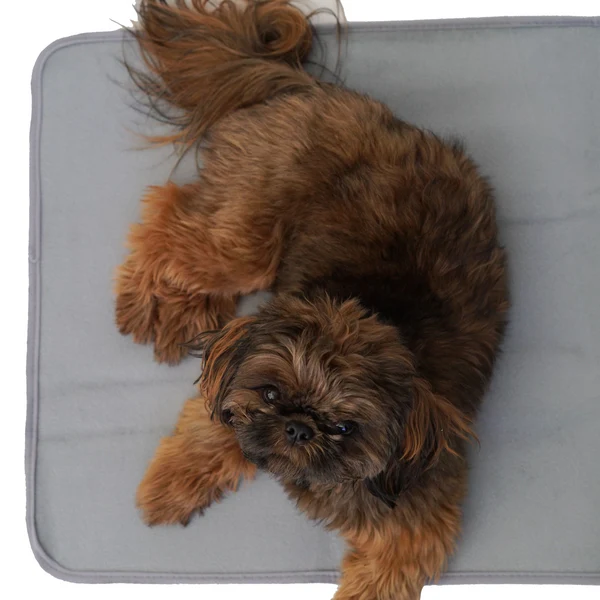 Cozy Green Pet Thera-Pawz Warming Pad - Keep Your Pet Warm and Comfortable - Image 3