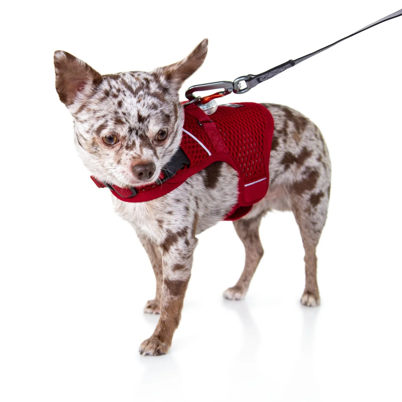 Sleepypod Martingale Calming Harness: Comfortable Anxiety Relief for Dogs - Image 7