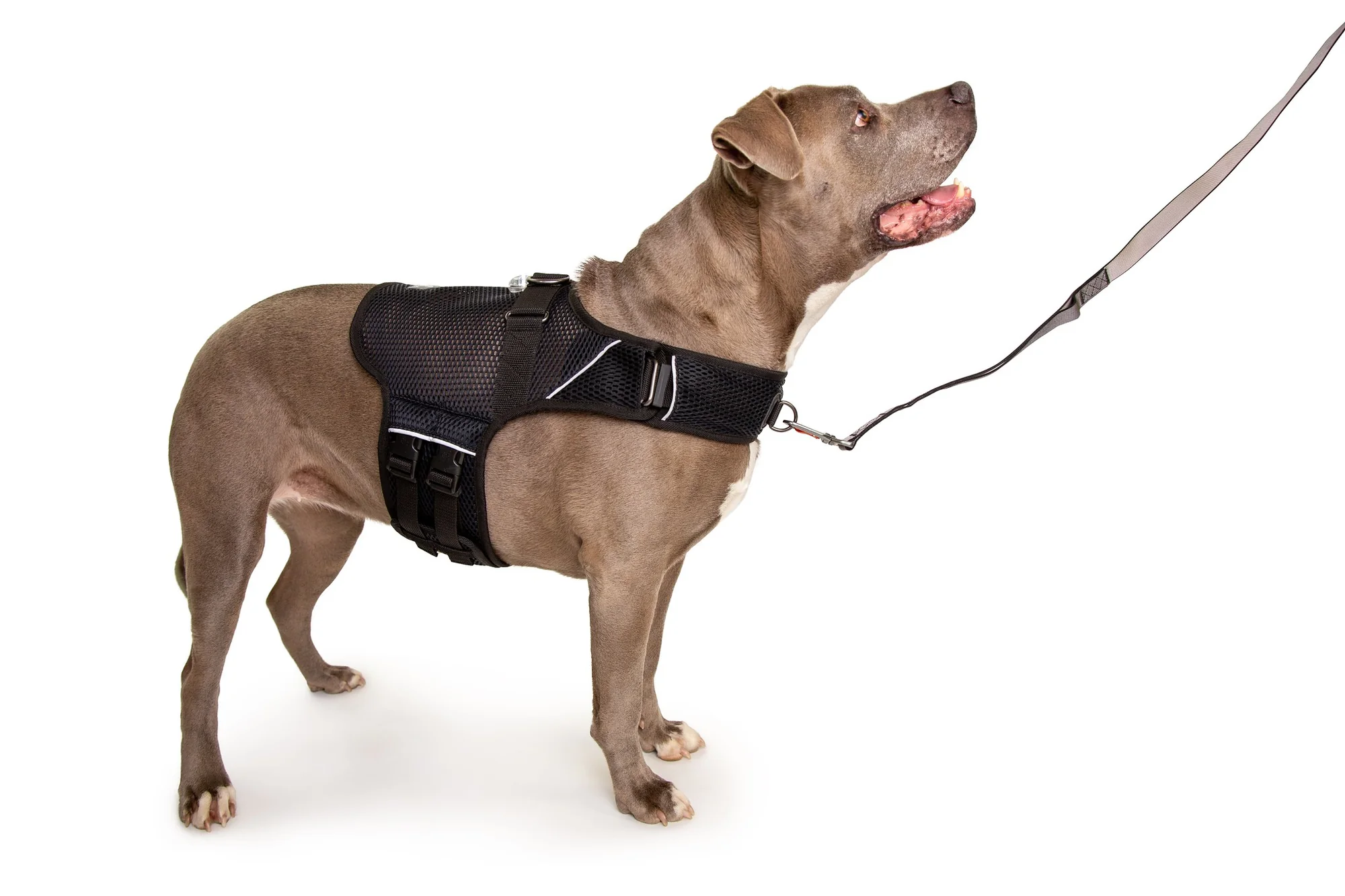 Sleepypod Martingale Calming Harness: Comfortable Anxiety Relief for Dogs