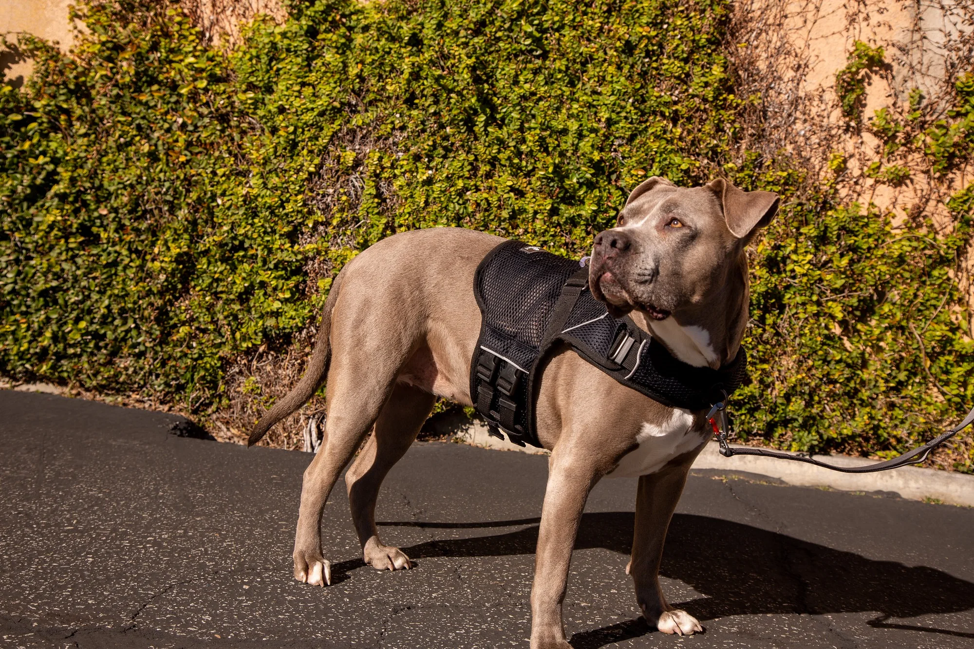 Sleepypod Martingale Calming Harness: Comfortable Anxiety Relief for Dogs - Image 9